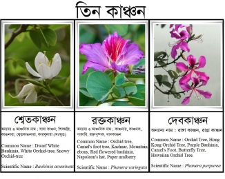 কাঞ্চন ফুল কেন এত জনপ্রিয়?