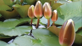 ইসির প্রতীক তালিকায় ‘শাপলা কলি’